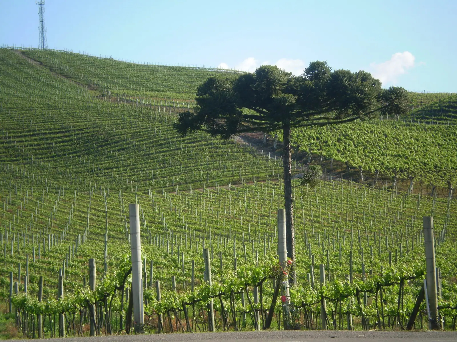 Caminho do vinho: Bento Gonçalves e o Vale dos Vinhedos